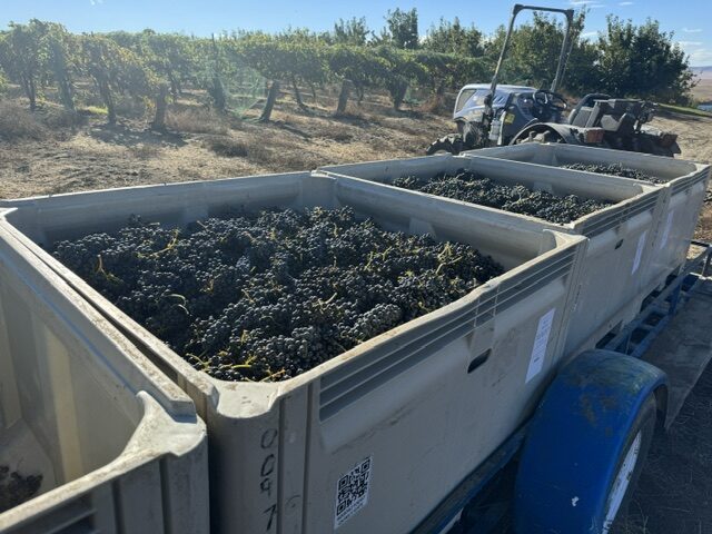 grapes-harvested-from-washington-vineyards