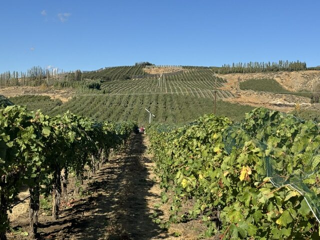 winemaker-jeff-visits-washington-vineyard