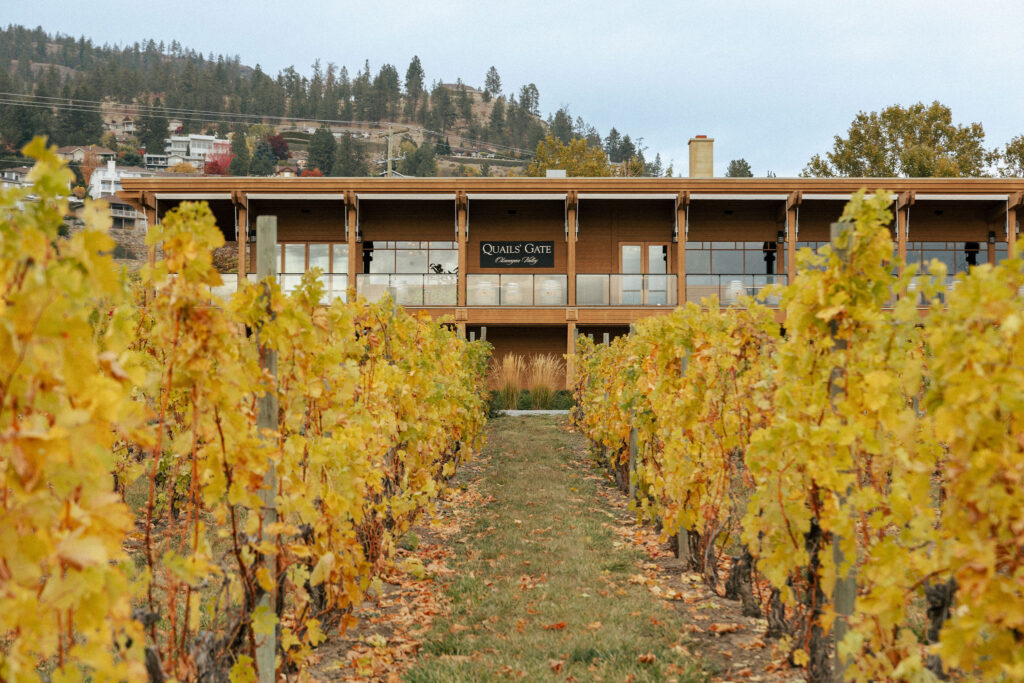 quails-gate-estate-winery-fall-vines