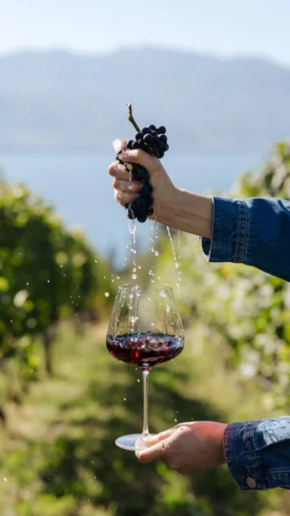 From grape to glass...

and all the steps in between during harvest season 🍷

#quailsgate #harvestseason #pinotnoir #bcgrapes #grapetoglass
